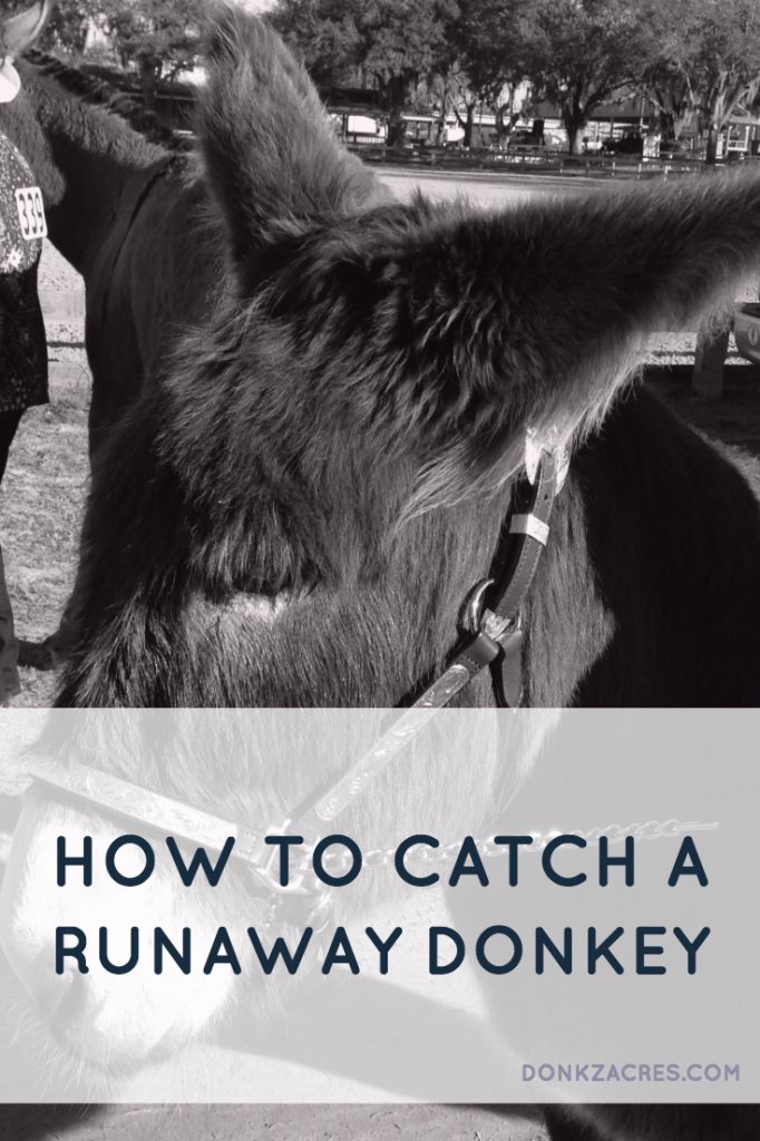 How to Catch a Runaway Donkey - #donkey #farm #farmlife #rurallving